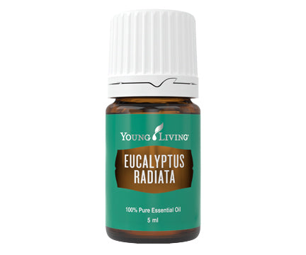 Eucalyptus Radiata Essential Oil